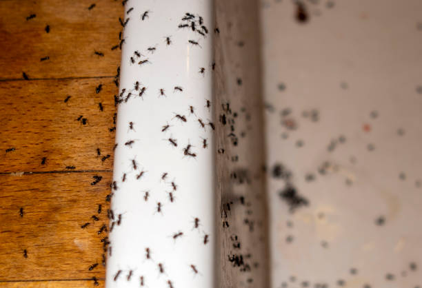 Best Ant Control Services  in Bend, OR